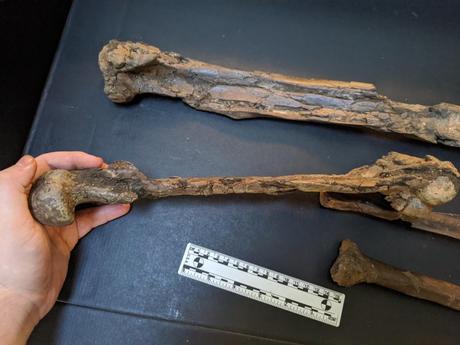 Kyle Atkins-Weltman holds the femur of the new dinosaur as it was received, with the other fossils in the background.  Kyle Atkins Weltman