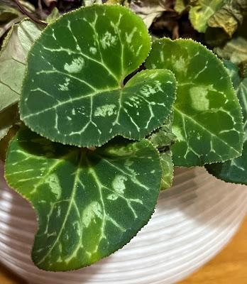 Irritating plant of the month - an apology to the Christmas cyclamen