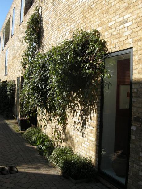 Accordia Cambridge Residential Development - Mews Building Frontage With Climbers