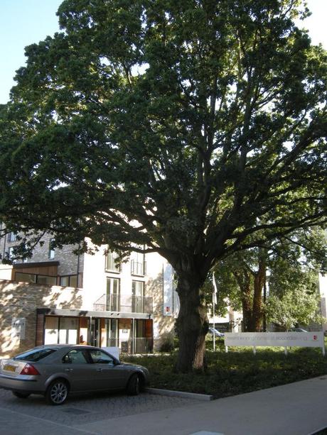 Accordia Cambridge Residential Development - Retained Mature Trees