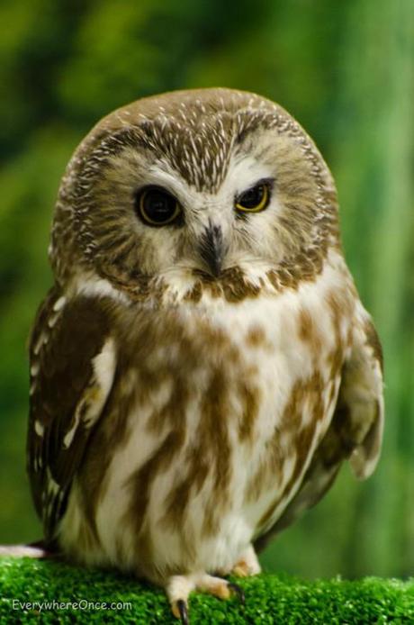 Tootsie the Northern Shaw-wet Owl