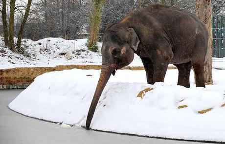 Cold Comfort & Climate Change: You can lead an elephant to water, but you can't make him think