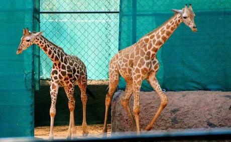 Samaikya : the United Andhra and the giraffe at Indira zoo Vizag