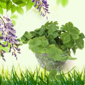 4-leaf-clover fragrance oil 