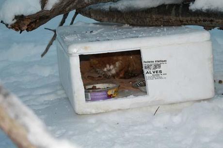 When he peered inside, he saw this depressing scene: a tiny kitten, obviously cold and sick, sitting next to frozen food.