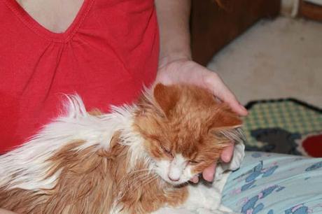 One kitten responded very well to the warmth and love, and began purring like crazy.