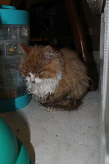 Without help, the brother at the front of the box surely would have died. He is still very sick, is covered in his own feces and is struggling to stay alive.