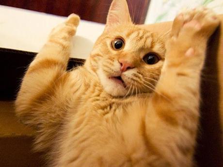 The World’s Top 10 Best Images of Surprised Cats