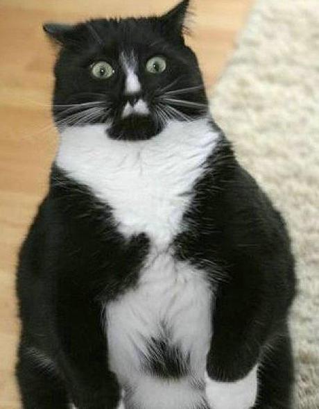 A surprised cat 
