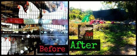 beforeafterchickens