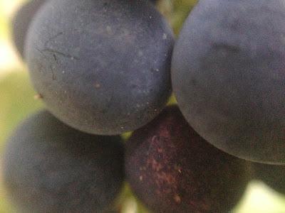 MACRO - concord grapes