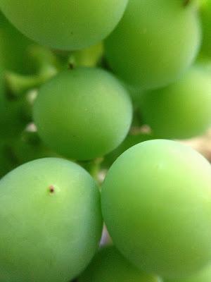 MACRO - concord grapes