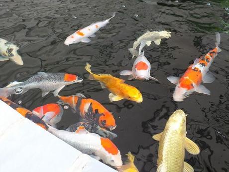 The Big Koi Pond Reveal