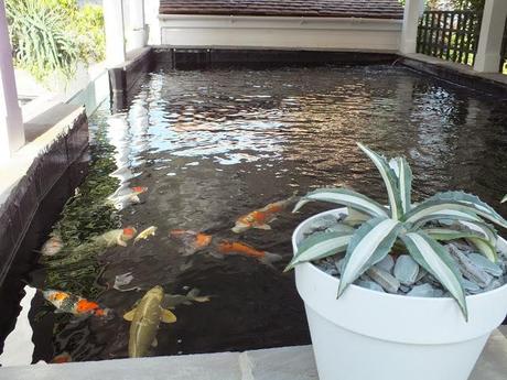 The Big Koi Pond Reveal