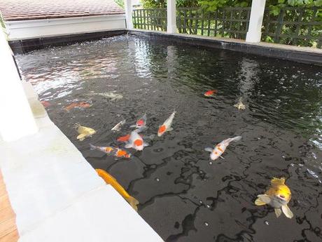 The Big Koi Pond Reveal