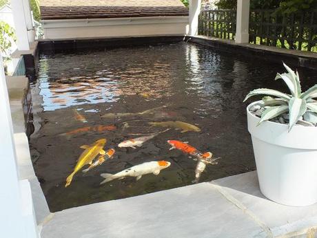 The Big Koi Pond Reveal