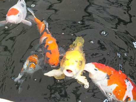 The Big Koi Pond Reveal