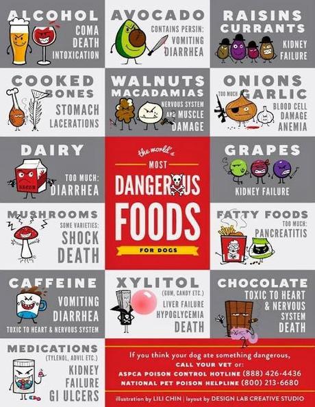 The Worlds Most Dangerous Foods for Dogs