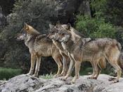 From Steppe Central Spain, Europe Echoes Howl Wolf