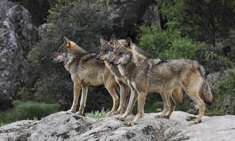 Spain is now a wolf stronghold. There are thought to be more than 250 breeding groups and more than 2,000 individuals. Photograph: Iberian Wolf Steven Ruiter/Corbis
