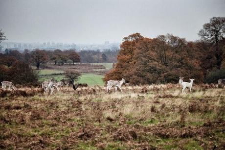 In and Around London... Richmond in the Bleak Midwinter