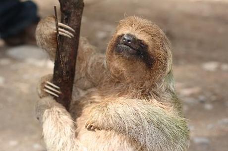 slow sloth