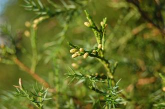 Juniperus chinensis Cone Buds (30/12/2013, Kew Gardens, London)