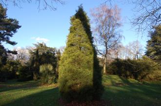 Juniperus chinensis (30/12/2013, Kew Gardens, London)