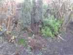 The area I need to clear of shrubs
