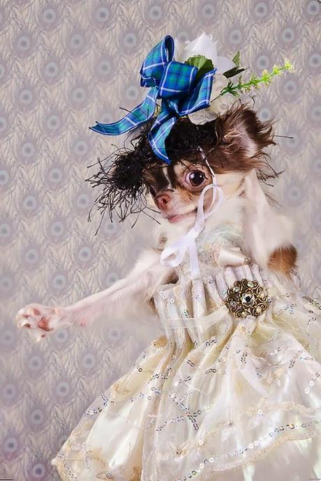 Supermodel CHIHUAHUAS Strike a Pose in High Fashion Couture!