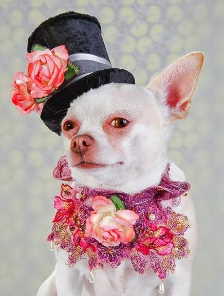 Supermodel CHIHUAHUAS Strike a Pose in High Fashion Couture!