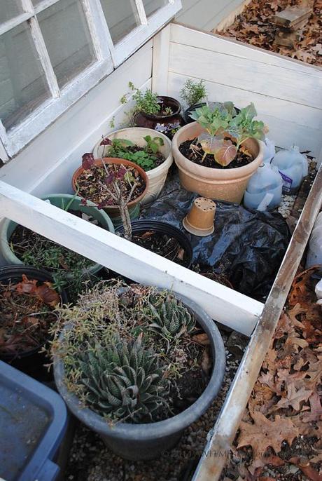 crowded pots in the cold frame