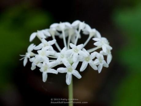Dwarf Ginseng © 2013 Patty Hankins