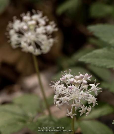 Dwarf Ginseng © 2013 Patty Hankins