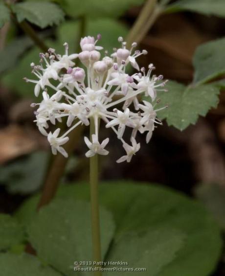 Dwarf Ginseng © 2013 Patty Hankins