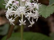 Dwarf Ginseng Panax Trifolius