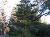 Abies Koreana