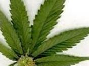 Legalizing Recreational Marijuana