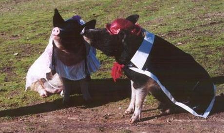 Pigs Getting Married