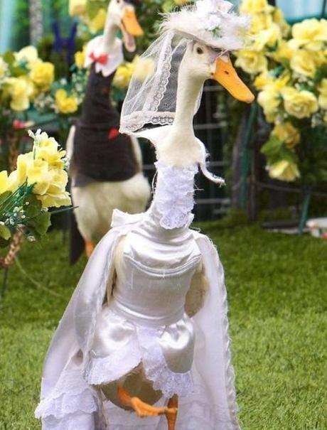 Swans Getting Married