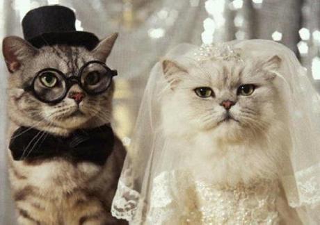 Cats Getting Married
