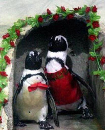 Penguins Getting Married