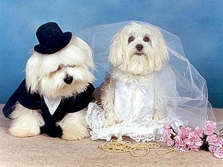 Dogs Getting Married