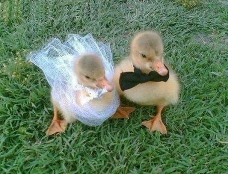 Ducks Getting Married