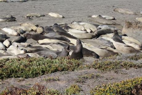 elephant seals on the beach california coast pacific highway near san simeon