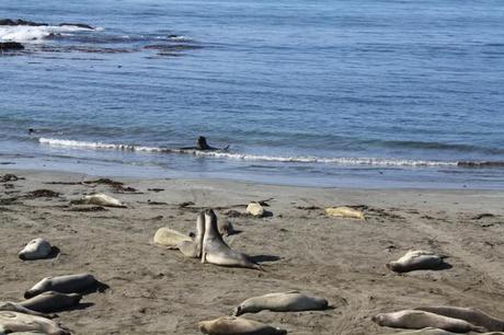 elephant seals on the beach california coast pacific highway near san simeon