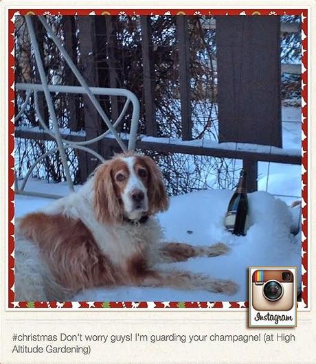 New Year Doggie