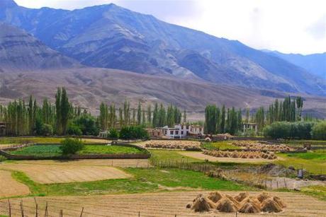Approaching Phey village, there is always something so very soothing and beautiful about Ladakhi villages