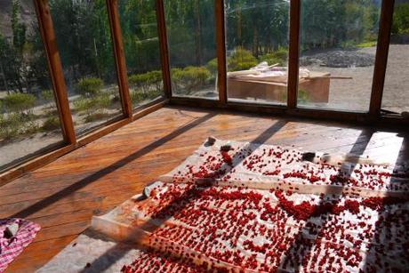 During summer all foods are gathered dried and stored. Here gorgeous tomatoes are sun-dried for the winter. The learners also have a well known apricot jam 'business' the proceeds of which they use to fund their annual school excursion. 