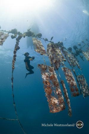 Pearl farm divers retrieving oyster nets in open ocean.  This expedition looked into the health of the coral reef around the Gambier Islands in French Polynesia. 